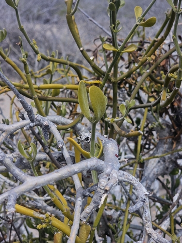 Phoradendron brachystachyum, photograph 3