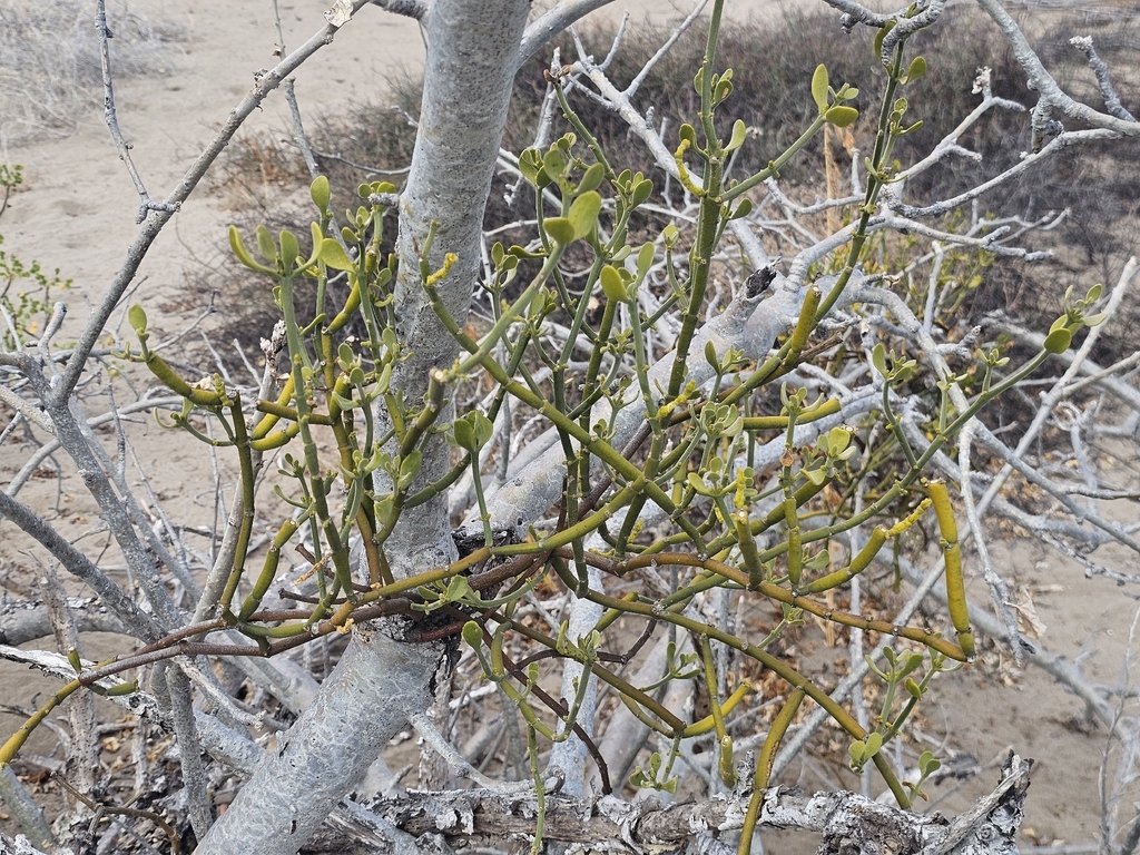 Phoradendron brachystachyum; photograph (c) Erick Vélez Sánchez, some rights reserved (CC BY)