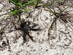 Ellipsoptera hirtilabris