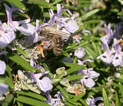 Apis mellifera