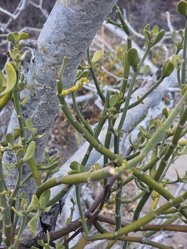 Phoradendron brachystachyum, photograph 5