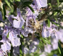 Apis mellifera