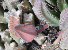 Stapelia hirsuta
