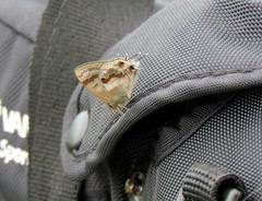 Rubroserrata ecbatana