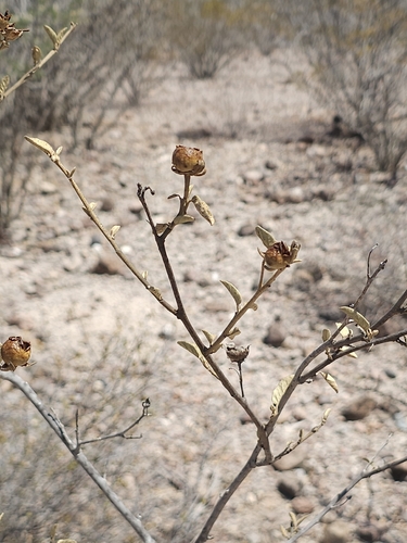 Solanum hindsianum, photograph 5
