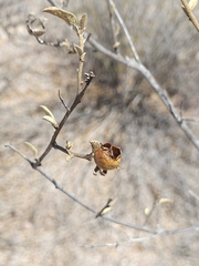 Solanum hindsianum, photograph (c) Erick Vélez Sánchez, some rights reserved (CC BY)