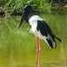 Black-necked and Saddle-billed Storks - Photo (c) Amanda, some rights reserved (CC BY-NC)