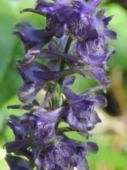 Delphinium fissum