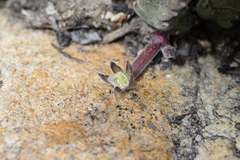 Stapelia hirsuta