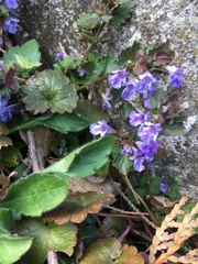Glechoma hederacea