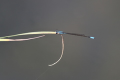 Acanthagrion quadratum