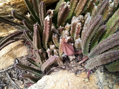 Stapelia hirsuta