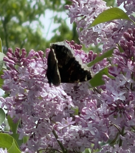 Mourning Cloak