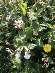 Symphytum × hidcotense