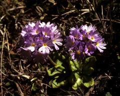 Primula atrodentata