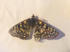Euphydryas chalcedona hennei