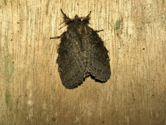 Euglyphis melancholica
