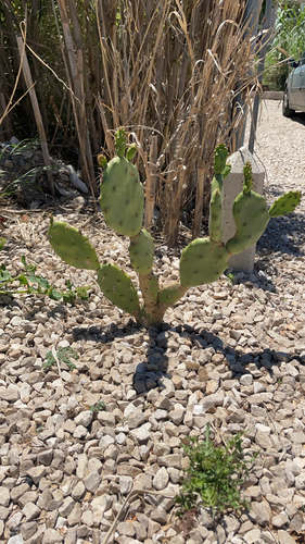 shell mound pricklypear