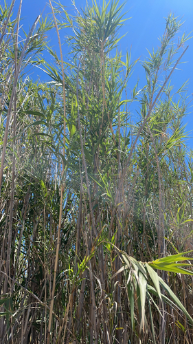 giant reed