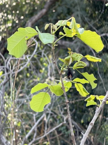 Pterocarpus rotundifolius, photograph 5