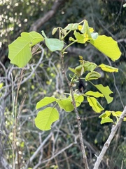 (c) Ronald Olivier, some rights reserved (CC BY) Pterocarpus rotundifolius, photograph (c) Ronald Olivier, some rights reserved (CC BY)