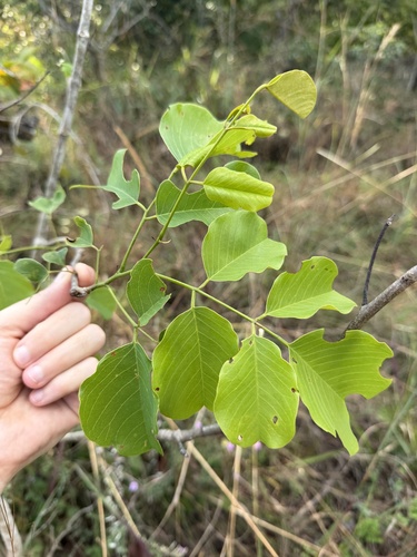 Pterocarpus rotundifolius, photograph 4