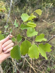 (c) Ronald Olivier, some rights reserved (CC BY) Pterocarpus rotundifolius, photograph (c) Ronald Olivier, some rights reserved (CC BY)