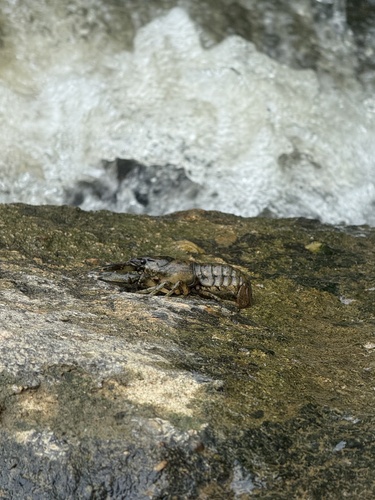 Spinycheek Crayfish