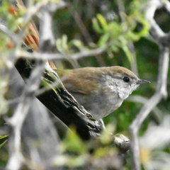 Synallaxis frontalis