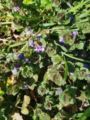 Glechoma hederacea