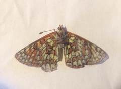 Euphydryas chalcedona hennei