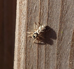 Salticus scenicus