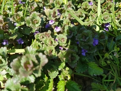 Glechoma hederacea