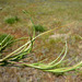 Sickle Grass - Photo (c) 2008 Zoya Akulova, some rights reserved (CC BY-NC)