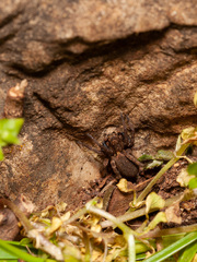 Alopecosa albofasciata