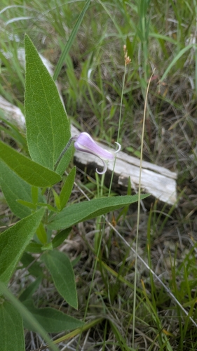 Clematis fremontii, photograph 2