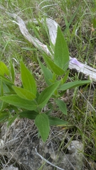 Clematis fremontii, photograph (c) nina fogel, some rights reserved (CC BY)