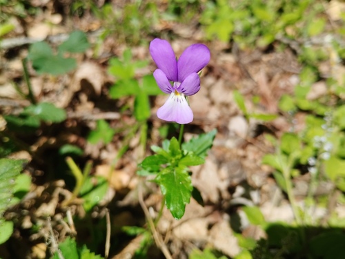 Viola bubanii, photograph 2