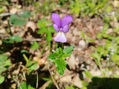 Viola bubanii, photograph (c) Josep Gesti, some rights reserved (CC BY-SA)