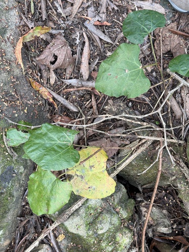 Rhoicissus tomentosa