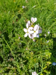 Cardamine pratensis