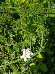 Cardamine pratensis