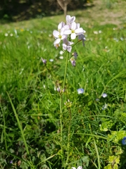 Cardamine pratensis