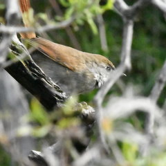 Synallaxis frontalis