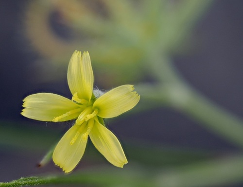 Koelpinia linearis, 2026-05-23