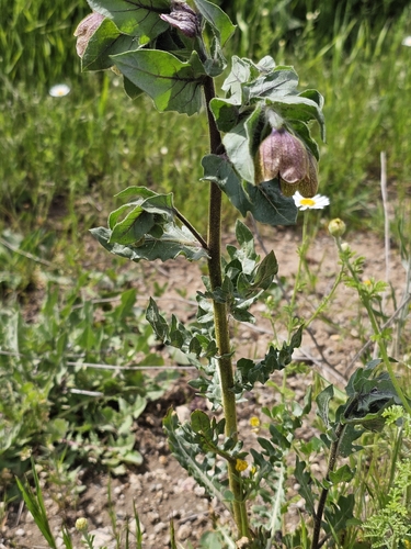 Hyoscyamus reticulatus (Hyoscyamus reticulatus)