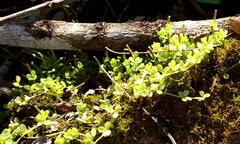 Peperomia hoffmannii