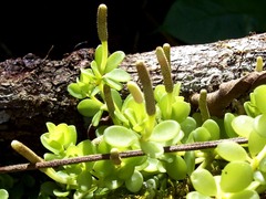 Peperomia hoffmannii