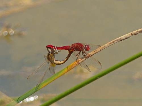 Broad Scarlet, photo 3 of 8