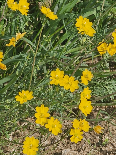Hypecoum procumbens